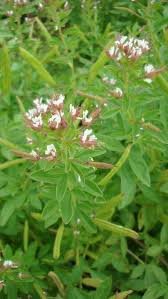 Polanisia blanc